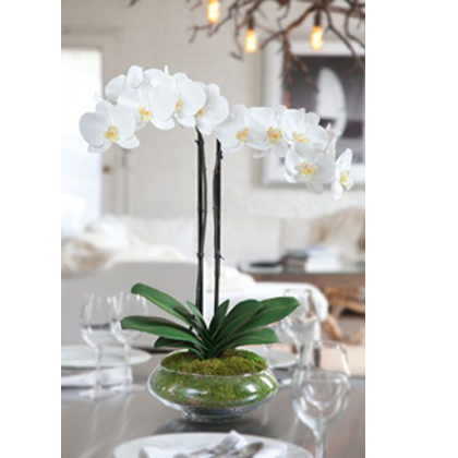 FORTALEZA | Orquídea blanca en planta - Envío de Arreglos florales Laurel Floristería