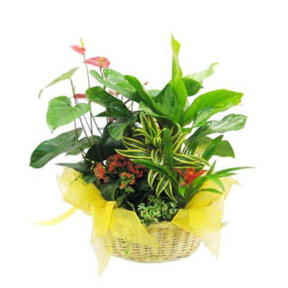 plantas naturales para oficina