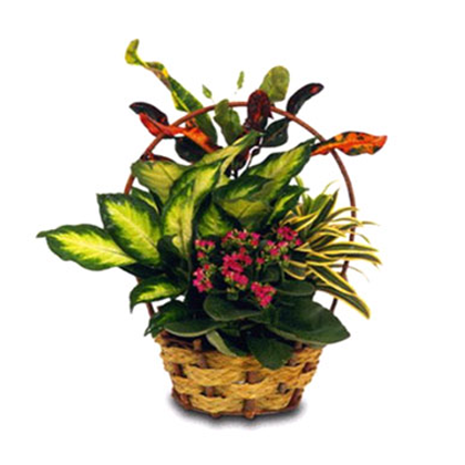 envia plantas naturales para oficina