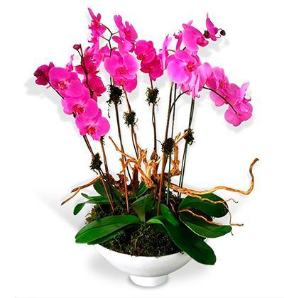 Arreglo floral de Orquideas | DELICADO - Envío de Arreglos florales Laurel Floristería