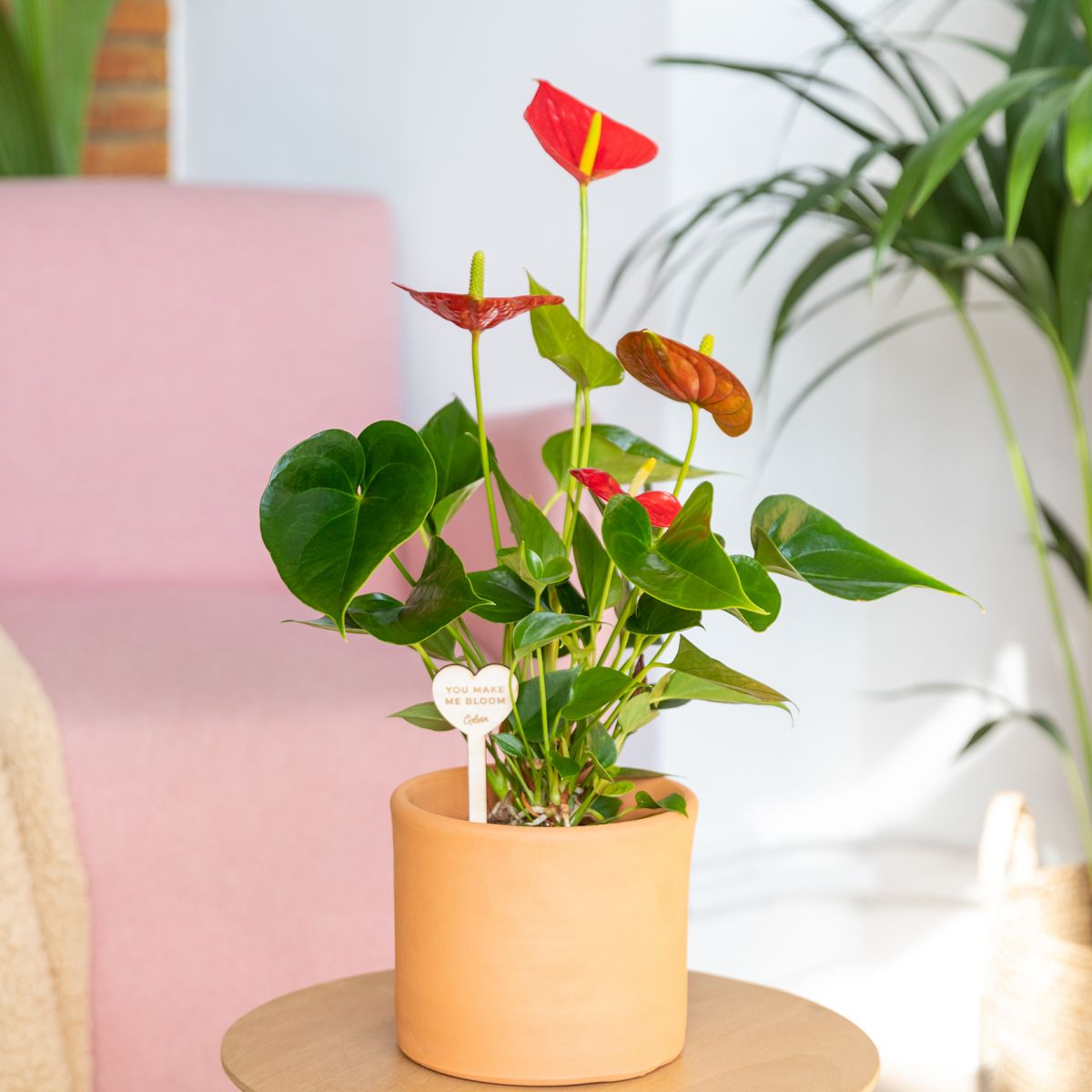 plantas naturales para oficina