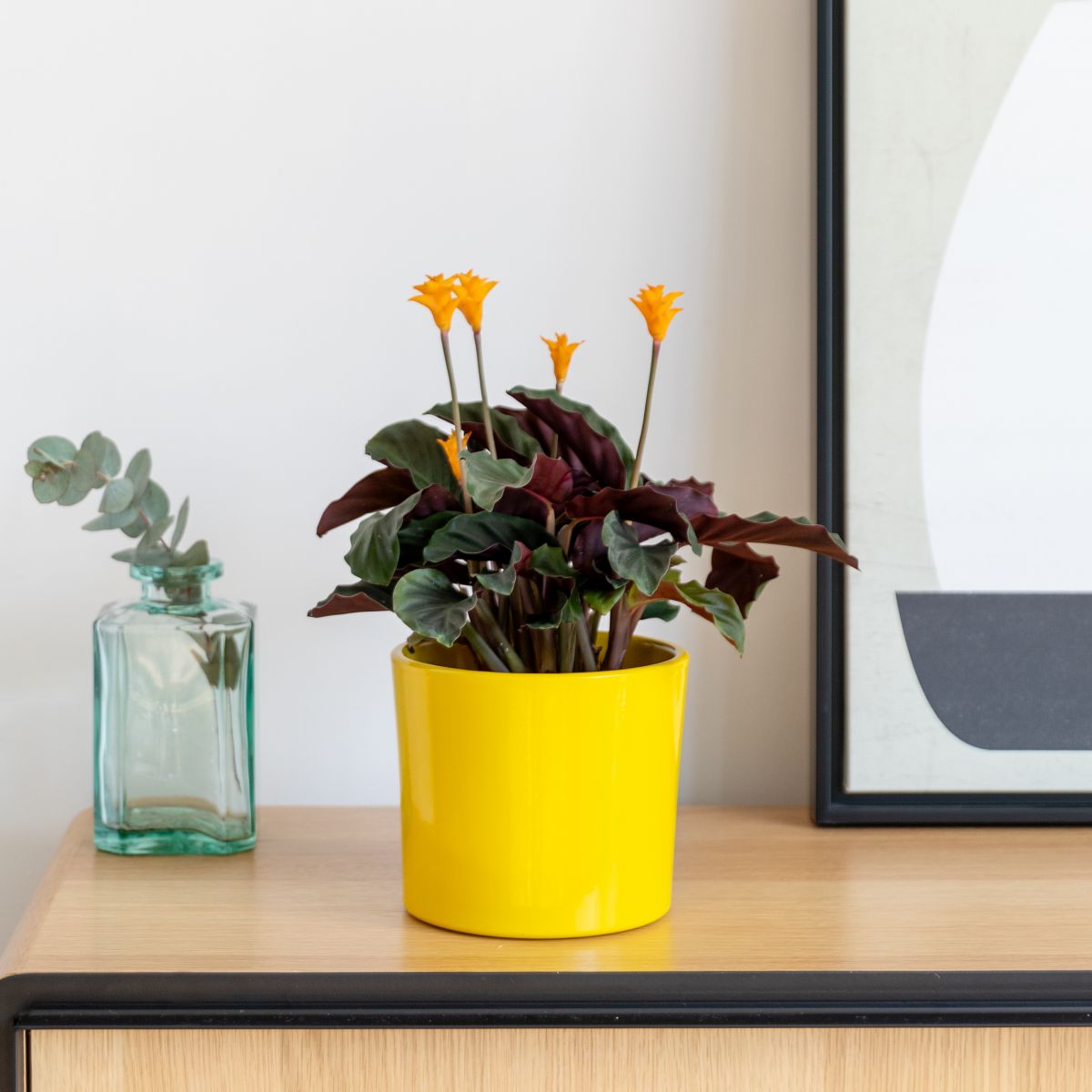 plantas naturales para oficina