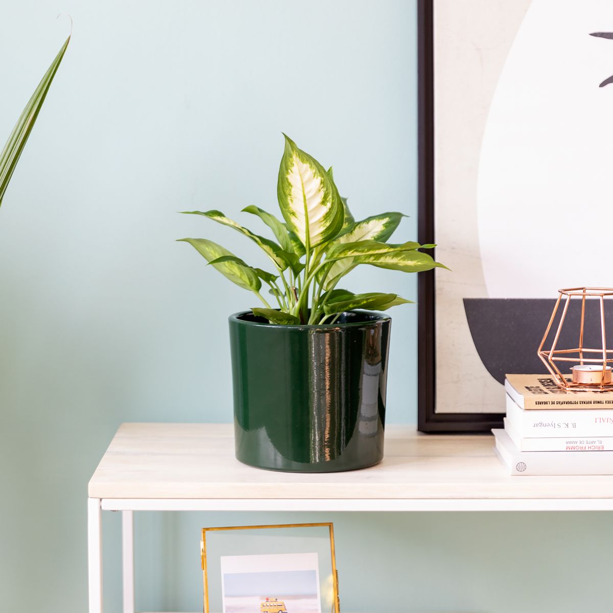 plantas naturales para oficina