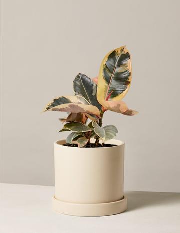 plantas naturales para oficina