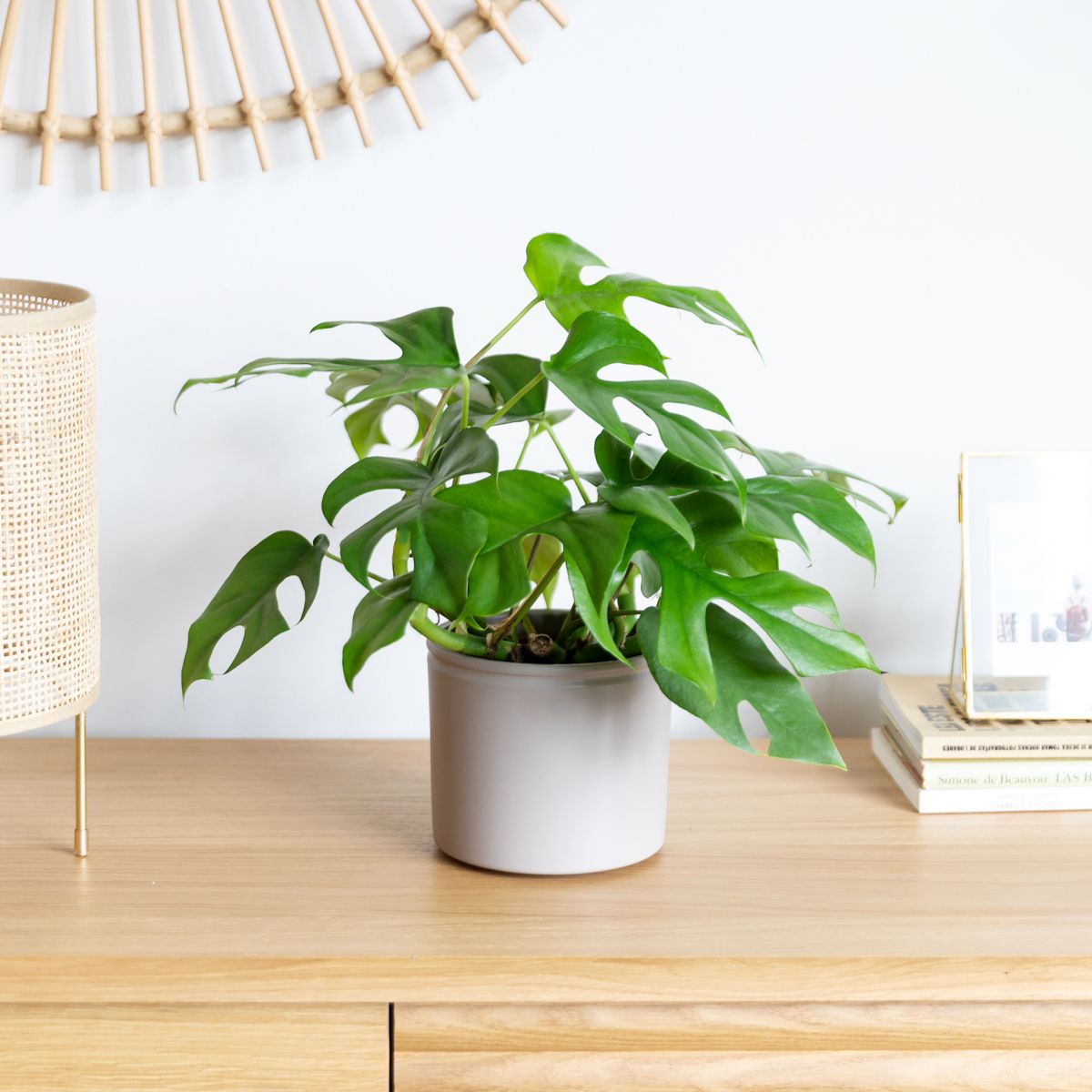 plantas naturales para oficina