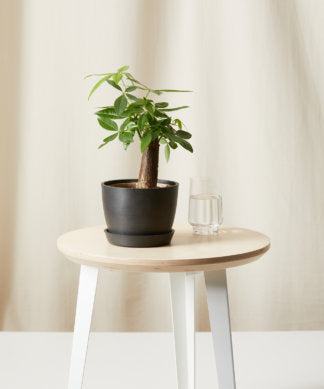 comprar plantas para oficina