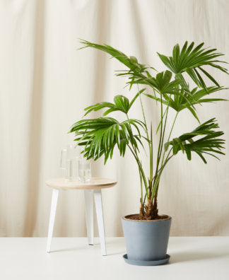 plantas naturales para oficina