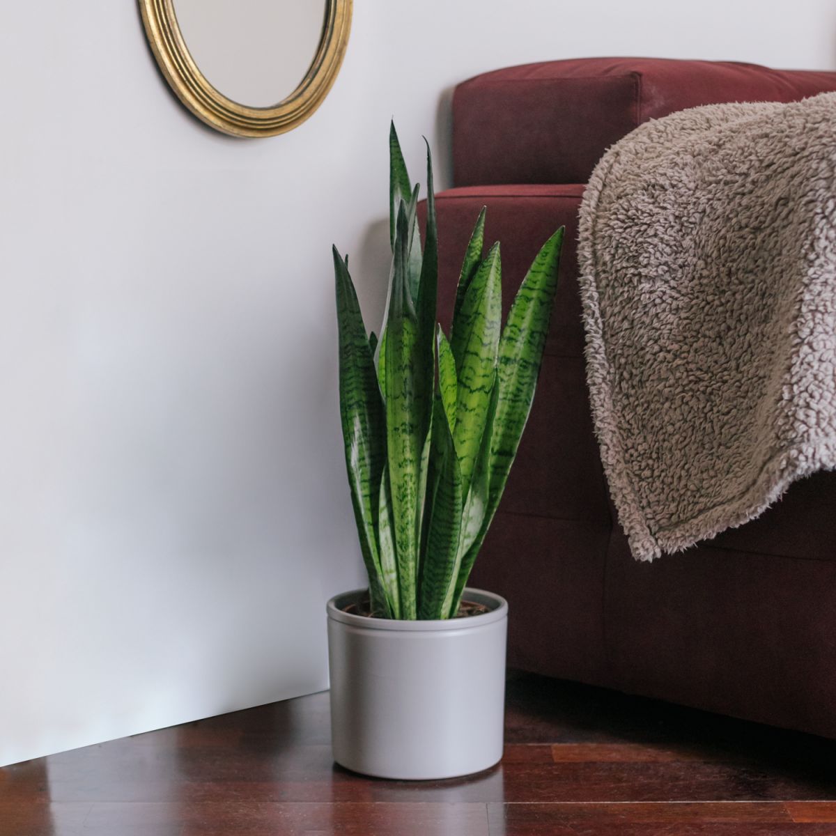 plantas naturales para oficina