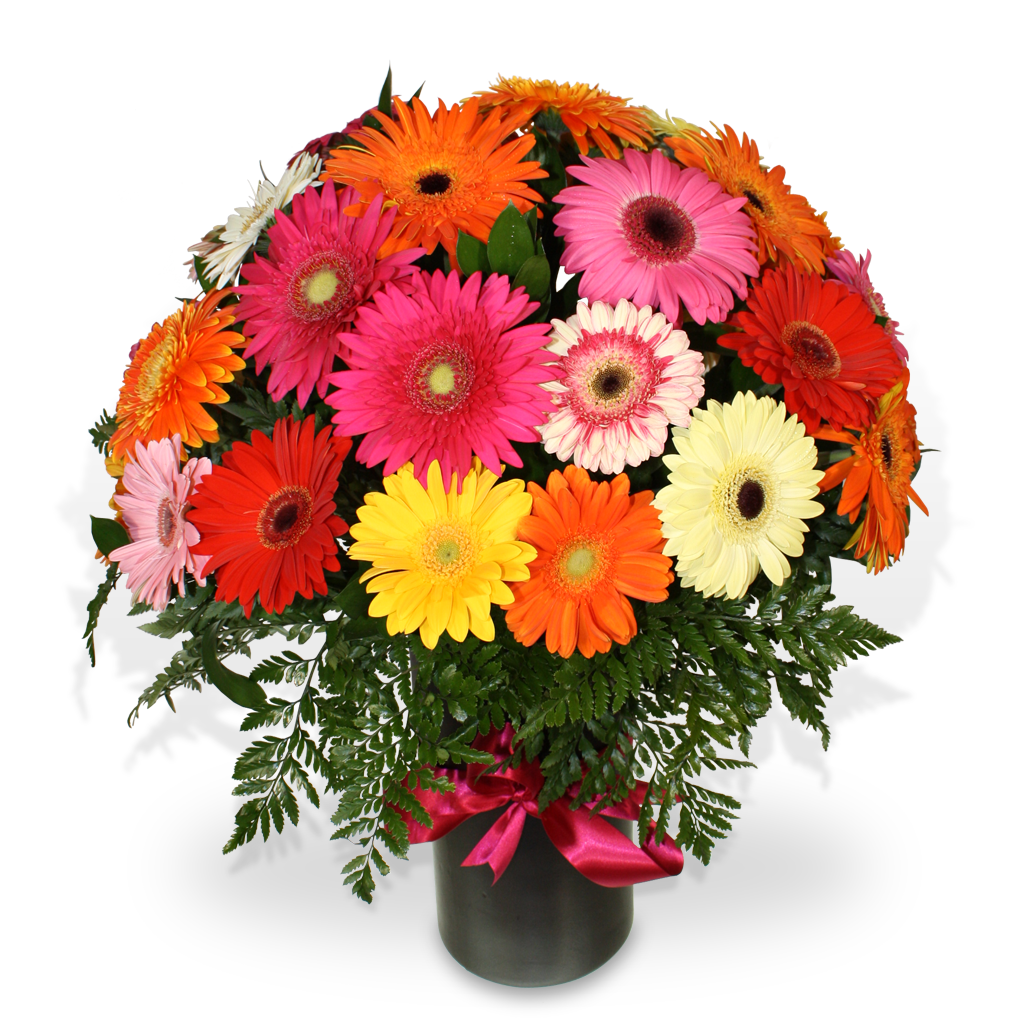 30 Gerberas frescas de lujo | ABRAZO - Envío de Arreglos florales Laurel Floristería