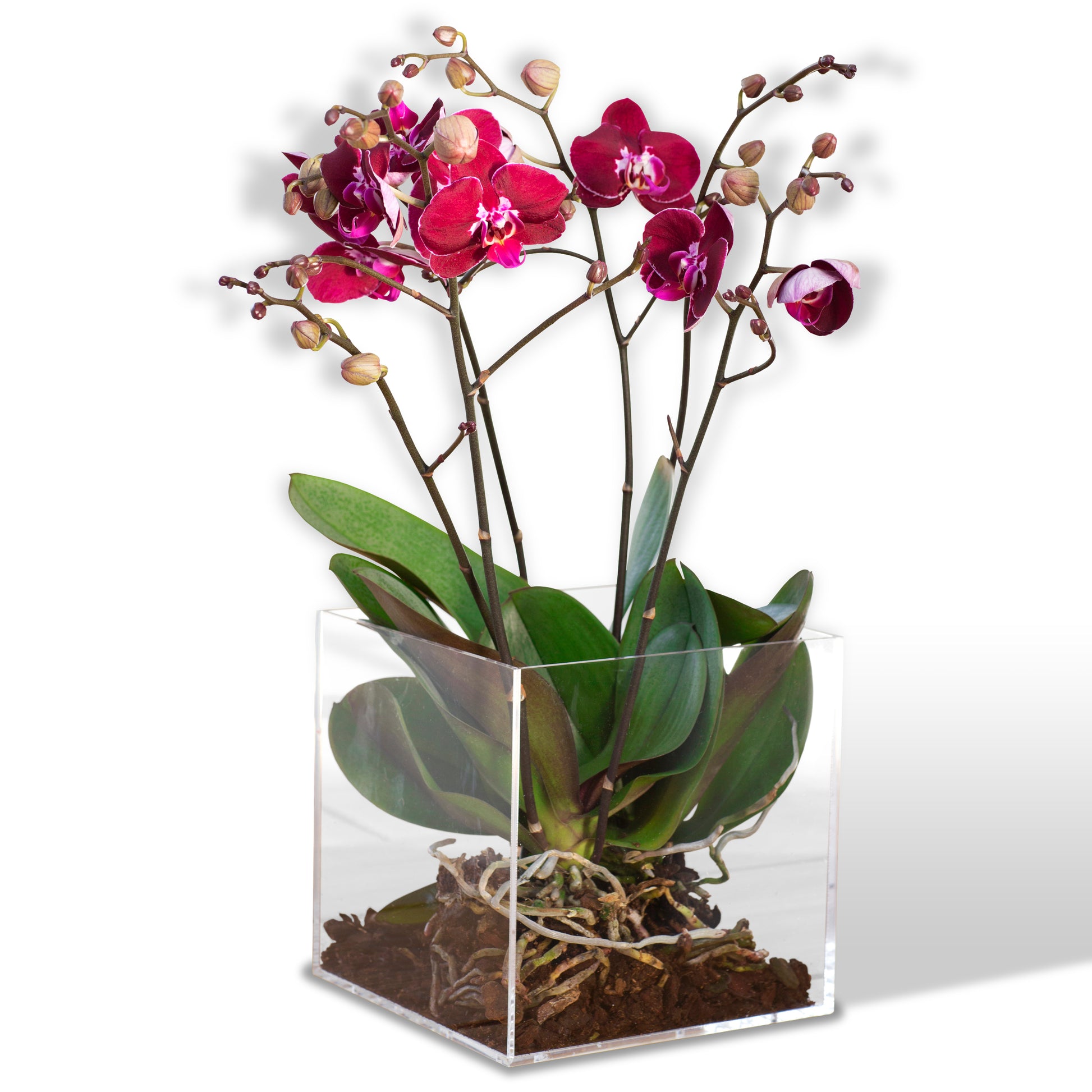 planta de orquidea natural