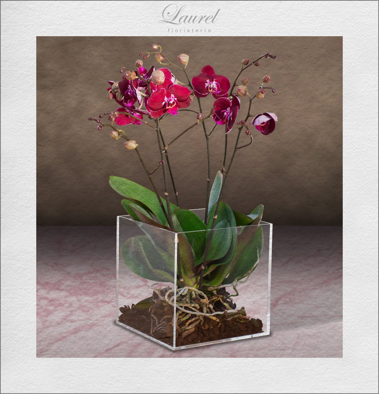 planta de orquidea natural