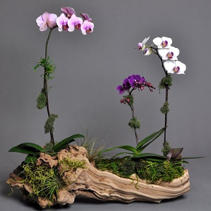 Preciosas orquídeas Phalenopsis | EDEN - Envío de Arreglos florales Laurel Floristería