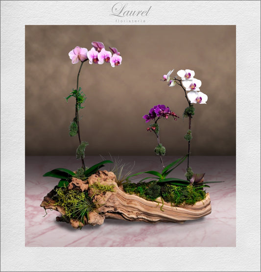 envia arreglos florales con orquideas