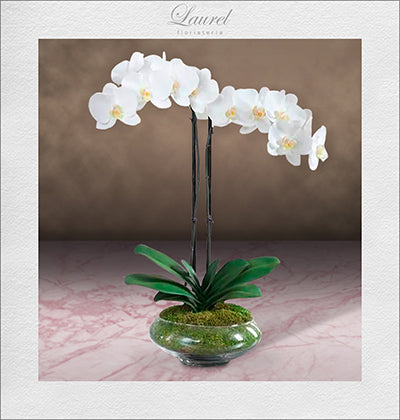 envío de plantas de orquídeas