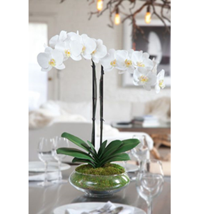 FORTALEZA | Orquídea  blanca en planta - Envío de Arreglos florales Laurel Floristería
