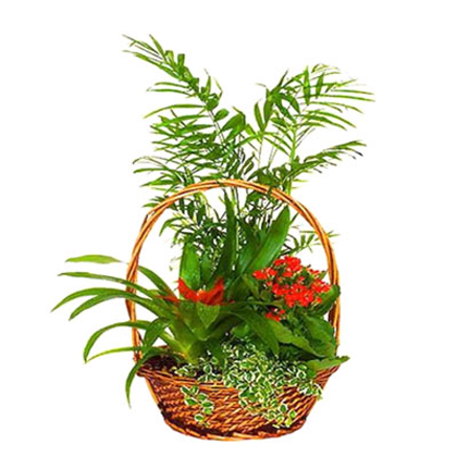 plantas naturales para oficina