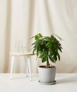 plantas naturales para oficina